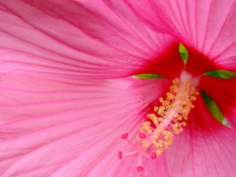 close up of pink hibiscus