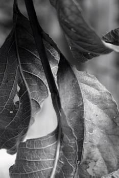 dried leaves black and white
