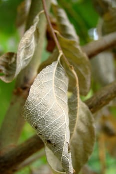 dried leaves