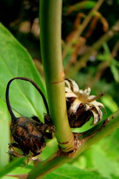 close up of two dried flowers