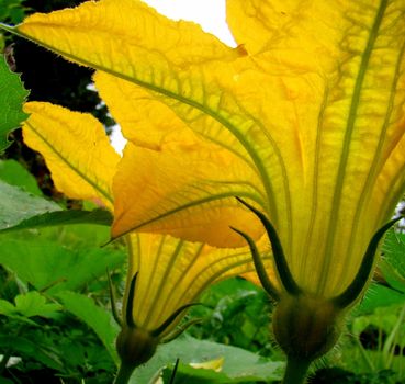 close up of yellow pumpkin flowers