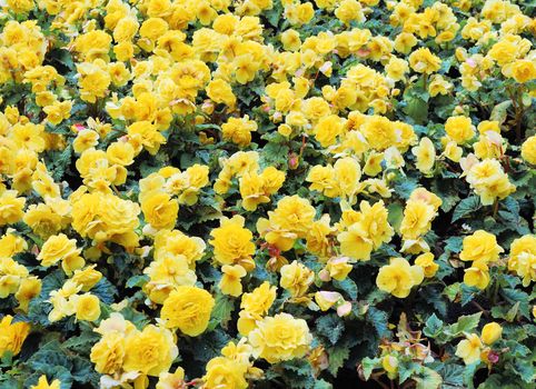 Green and yellow vegetative background without focus objects 