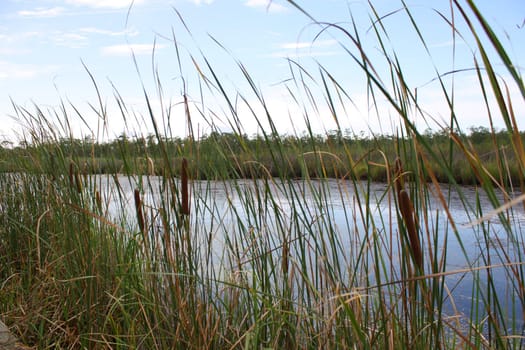 view of cattails in marsh