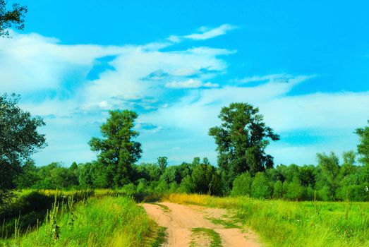 winding path through savannah forest with sun beams