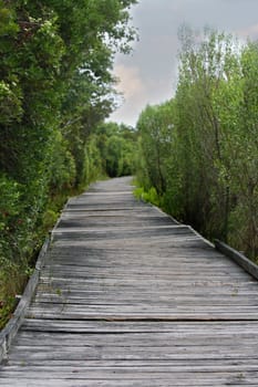 old wooden path through green foliage