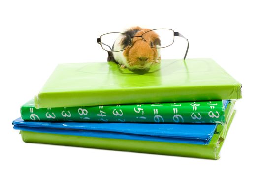 guinea pig with glasses on a stack of schoolbooks