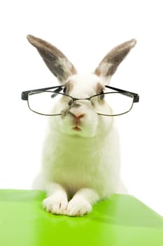 white rabbit wearing glasses- isolated on white