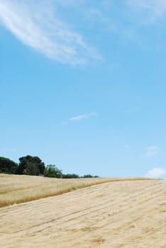 photo of a beautiful wheat field after harvest