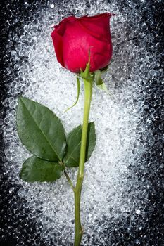 One beautiful red rose over a round glass drop balls texture