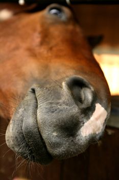 Funny horse portrait with mouth close to camera