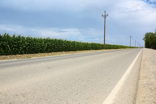 Road along corn field with telephone poles