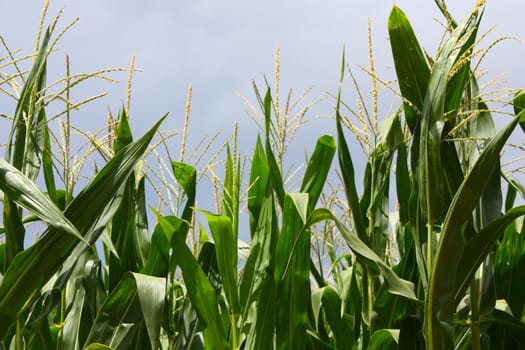 Corn stalks