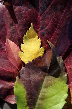 Leaves still of autumn leaves, dark wood background, fall classic images