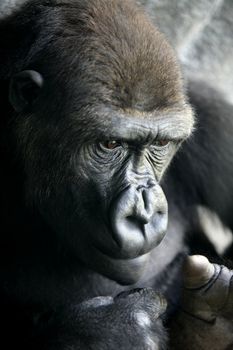 Gorilla ape close up portrait with mostly human expresions