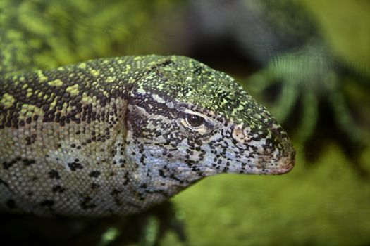 Animals and wildlife from reptils in Africa, Monitor Lizard,