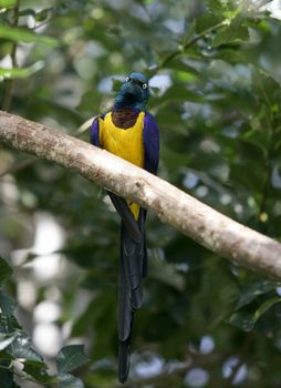 Blue, green and yellow bird from Africa. Tropical long tailed feather bird with metalic shines