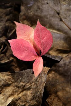 Leaves still of autumn leaves, dark wood background, fall classic images