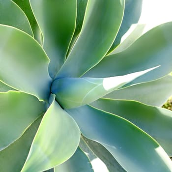 Pitera, Maguey, Agave, detail from Mediterranean green nature