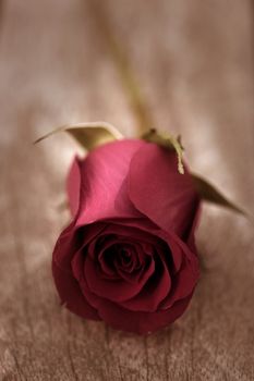 Red rose over old aged teak wood, romantic spring love metaphor