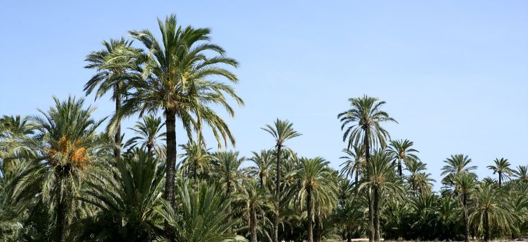 Palm tree forest in Elche, Spain. Mediterranean Phoenix Canariensis
