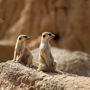 Two suricata standing alert. Suricate couple over a brown rock