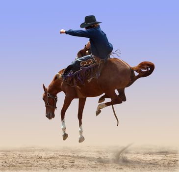 Bucking Rodeo Horse isolated with clipping path 
