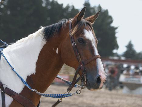 Portrait of a cowboy's painted pony