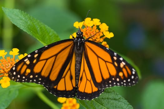 Monarch butterfly getting nectar from  Lantana camara or Spanish flag