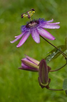 Passiflora Lavender Lady in the rain in summer