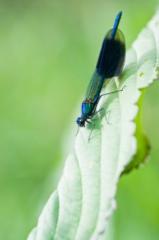 Male Banded Demoiselle are living at places with streaming water 