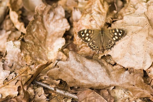 Speckled wood resting on dead leaves in forest on summer morning