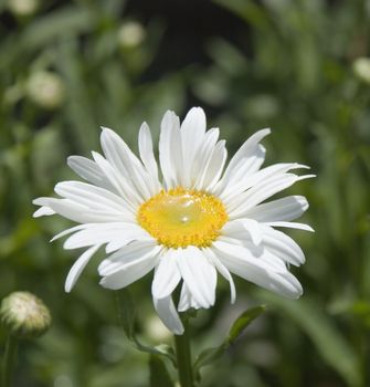 Camomile with drops of morning dew (the dim background)