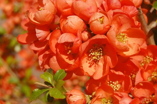 banch of quince blossom in spring