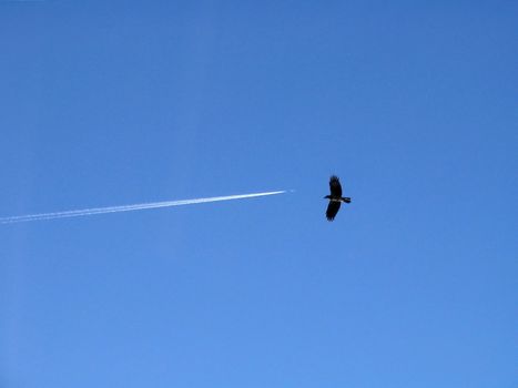 Crow and plane in sky