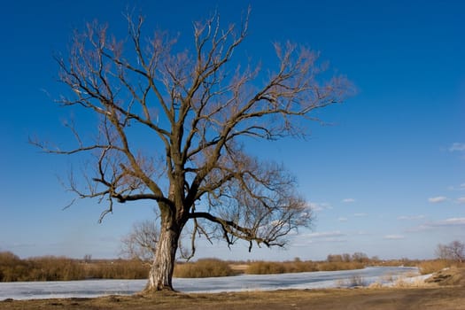 view series: rural early spring landscape with tree