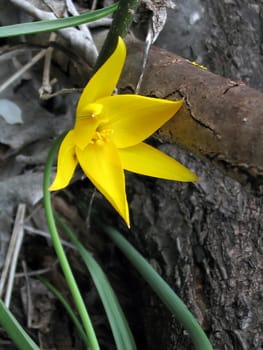 Yellow timber flower