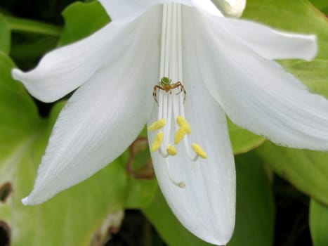 The Spider sits inside  lilies flower