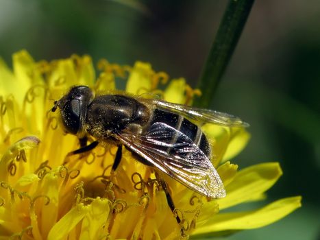 Hoverfly on dandelion