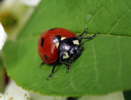 Red ladybug on green leaf