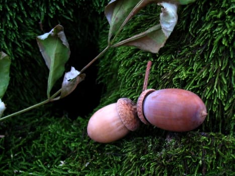 Acorn and leaf of the oak on ground