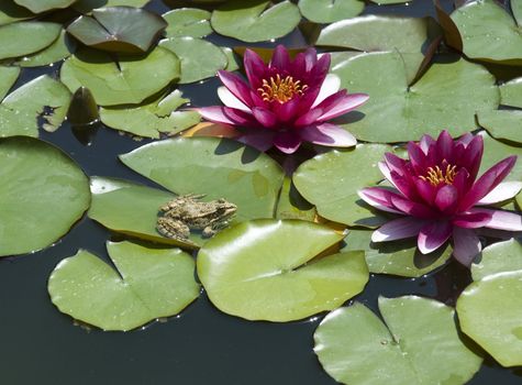 Lily and a frog in wood deep lake