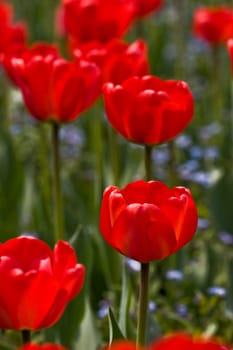 flower series: red tulip's field texture in spring