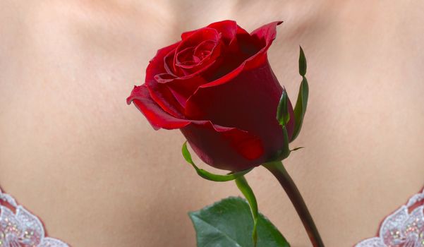 Rose on a body. A red rose on a body of model