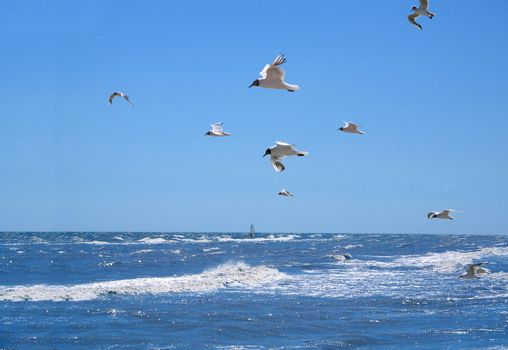 Sea the seagull (flying to a storm on a background of a sailing vessel on horizon) 