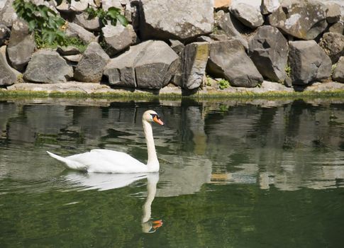 Wild swans floating in mountain lake (the Crimean high mountains)