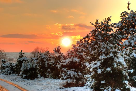 Sunset in winter forest. The bright red sun above tops of fur-trees