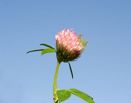 clover flower on blue sky background