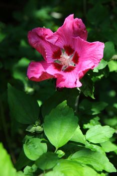 Variant of the Hibiscus Syriacus shrub displays the national flower of South Korea