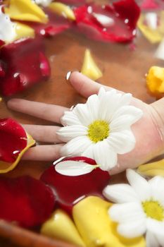 Aromatherapy children hand bath, rose petal, daisy flower