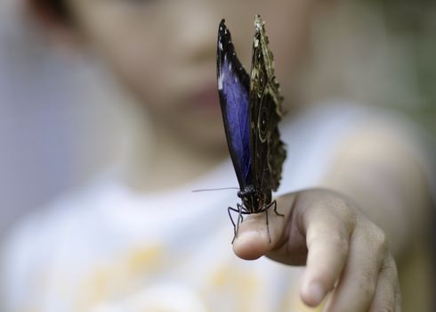 a butterfly landed on a boys hand